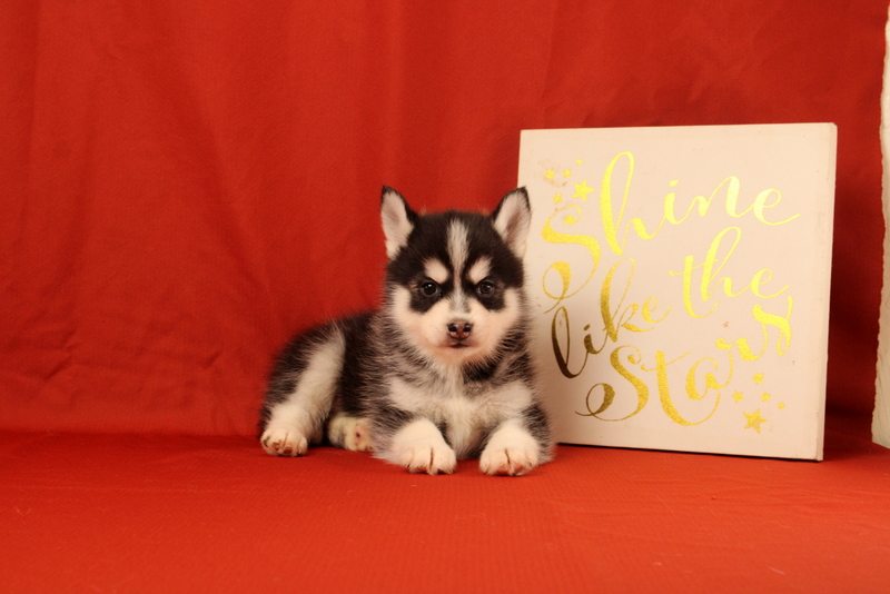 puppy, for, sale, Pomsky, Matthew B. Stoltzfus, dog, breeder, Gap, PA, dog-breeder, puppy-for-sale, forsale, nearby, find, puppyfind, locator, puppylocator, aca